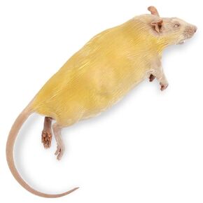Carolina's Perfect Solution® Rat, 7"+; Plain, Bulk Bag in Kuwait