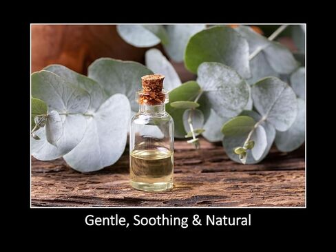 DAANA Eucalyptus Essential Oil : Pure, Undiluted (2 Fl Oz) in Saudi Arabia