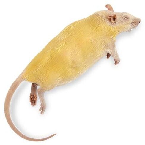 Carolina's Perfect Solution® Rat, 7"+; Plain, Bulk Bag in Saudi Arabia