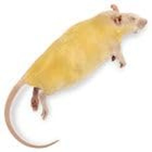 Carolina's Perfect Solution® Rat, 7"+; Plain, Bulk Bag in Saudi Arabia