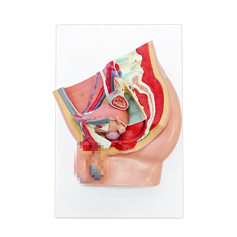 Male Pelvis Anatomy Model, 4-Parts Life Size Sagittal Pelvic Reproductive System Anatomical Model with Bladder Muscle Urinary Organ Includes Detailed Product Manual for Science Medical Study in Saudi Arabia