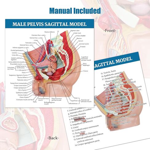 Male Pelvis Anatomy Model, 4-Parts Life Size Sagittal Pelvic Reproductive System Anatomical Model with Bladder Muscle Urinary Organ Includes Detailed Product Manual for Science Medical Study in Saudi Arabia