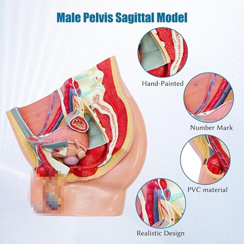 Male Pelvis Anatomy Model, 4-Parts Life Size Sagittal Pelvic Reproductive System Anatomical Model with Bladder Muscle Urinary Organ Includes Detailed Product Manual for Science Medical Study in Saudi Arabia