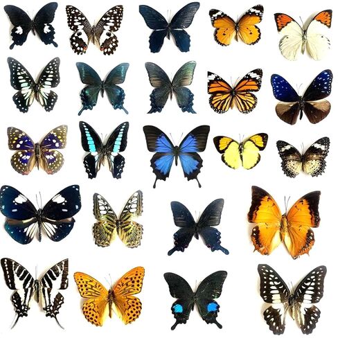 10Pcs Real Taxidermy Butterfly - Butterfly Specimen Artwork Material Decor, Taxidermy Animals Satisfy Oddities and Curiosities (Random) in Saudi Arabia