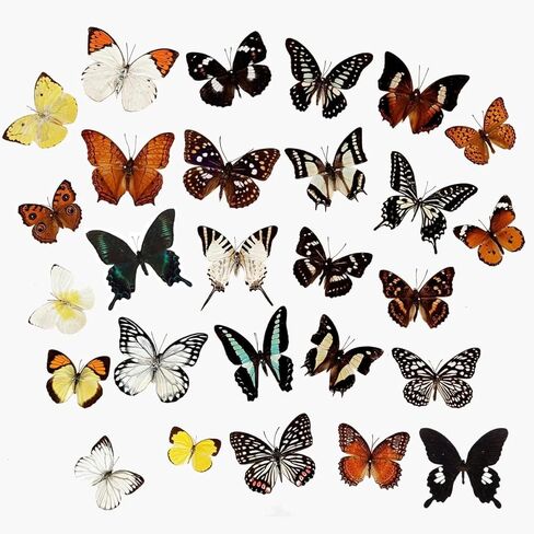 10Pcs Real Taxidermy Butterfly - Butterfly Specimen Artwork Material Decor, Taxidermy Animals Satisfy Oddities and Curiosities (Random) in Saudi Arabia