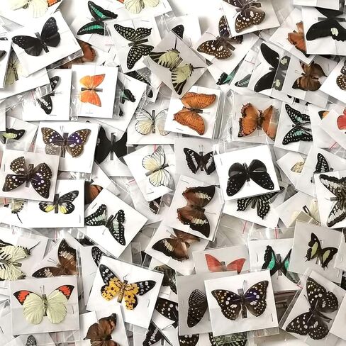 10Pcs Real Taxidermy Butterfly - Butterfly Specimen Artwork Material Decor, Taxidermy Animals Satisfy Oddities and Curiosities (Random) in Saudi Arabia