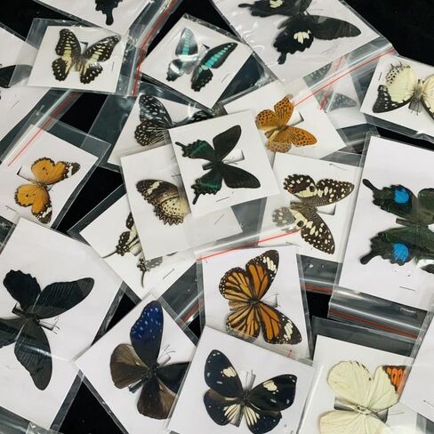 10Pcs Real Taxidermy Butterfly - Butterfly Specimen Artwork Material Decor, Taxidermy Animals Satisfy Oddities and Curiosities (Random) in Saudi Arabia