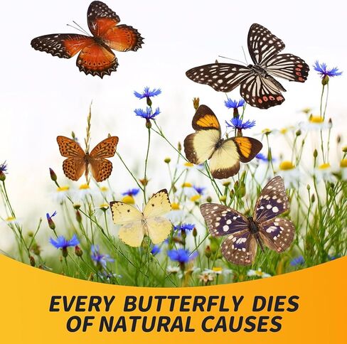 10Pcs Real Taxidermy Butterfly - Butterfly Specimen Artwork Material Decor, Taxidermy Animals Satisfy Oddities and Curiosities (Random) in Saudi Arabia
