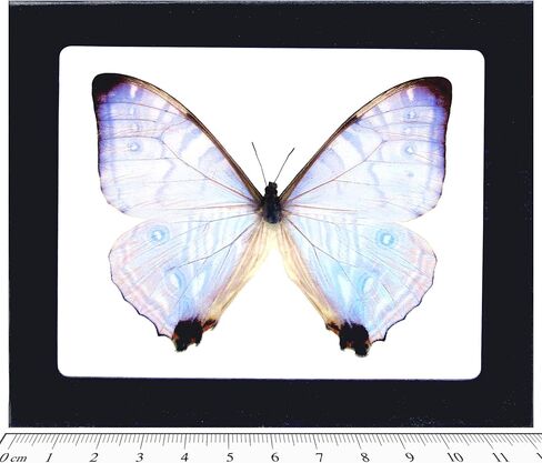 فراشة BicBugs Morpho sulkowskyi الأرجواني الوردي الأزرق مؤطرة حقيقية in Kuwait