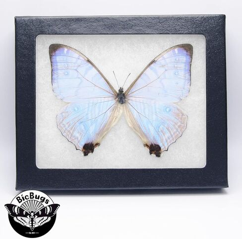 فراشة BicBugs Morpho sulkowskyi الأرجواني الوردي الأزرق مؤطرة حقيقية in Kuwait