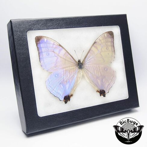 فراشة BicBugs Morpho sulkowskyi الأرجواني الوردي الأزرق مؤطرة حقيقية in Kuwait