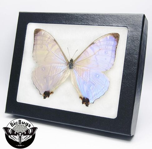فراشة BicBugs Morpho sulkowskyi الأرجواني الوردي الأزرق مؤطرة حقيقية in Kuwait