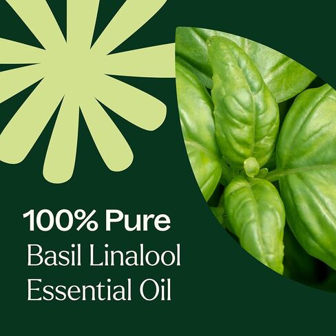 Plant Therapy Basil Linalool Essential Oil 10 mL (1/3 oz) 100% Pure, Undiluted, Aromatherapy, for Muscle Soreness and Digestive Discomfort in Saudi Arabia