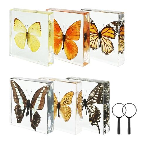 6 قطع من عينات الفراشة الحقيقية ثقالة الورق مع نظارات مكبرة، مجموعة متنوعة من الفراشات الراتنجية المؤطرة، ألعاب العرض التعليمية للعلوم في المنزل والمكتب والمدرسة (6 أنماط) in Kuwait