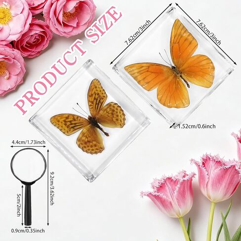 6 قطع من عينات الفراشة الحقيقية ثقالة الورق مع نظارات مكبرة، مجموعة متنوعة من الفراشات الراتنجية المؤطرة، ألعاب العرض التعليمية للعلوم في المنزل والمكتب والمدرسة (6 أنماط) in Kuwait