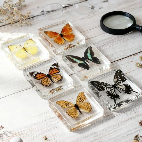 6 قطع من عينات الفراشة الحقيقية ثقالة الورق مع نظارات مكبرة، مجموعة متنوعة من الفراشات الراتنجية المؤطرة، ألعاب العرض التعليمية للعلوم في المنزل والمكتب والمدرسة (6 أنماط) in Kuwait