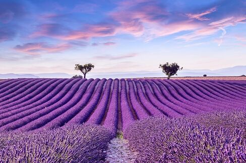 Lavender 40/42 Essential Oil - 100% Pure & Natural - Bulk 64 fl oz (1892ml) - Therapeutic Grade Lavender Oil for Diffuser, Relaxation & DIY in Saudi Arabia