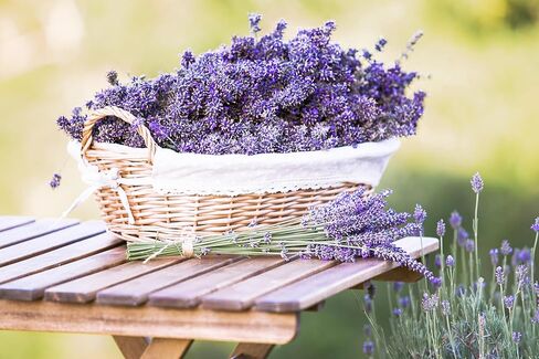 Lavender 40/42 Essential Oil - 100% Pure & Natural - Bulk 64 fl oz (1892ml) - Therapeutic Grade Lavender Oil for Diffuser, Relaxation & DIY in Saudi Arabia
