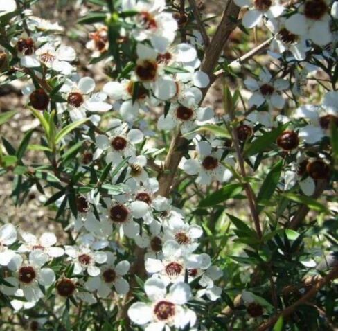 زيت مانوكا العطري، عضوي، نقي، طبيعي، 5 مل in Kuwait