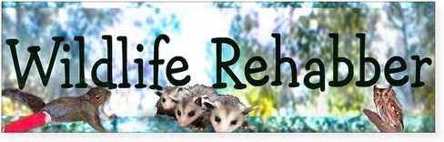 ملصق سيارة من CafePress Wildlife Rehab مقاس 25.4 سم × 7.62 سم ​​مستطيل من الفينيل in Saudi Arabia