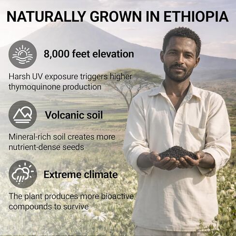 Ethiopian Black Seed Oil Capsules Organic Cold Pressed Black Cumin Seed Oil Softgels with 4.64% Thymoquinone, Non-GMO, Gluten-Free, Vegan, 60 Count for Immune & Digestive Support in Saudi Arabia
