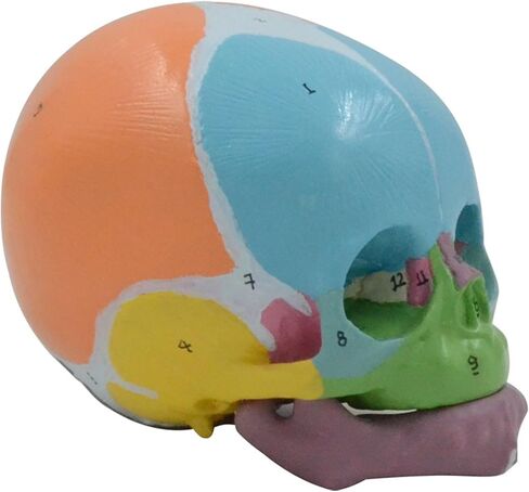 Life Size Baby Head Skeleton Model, Number Coded Anatomical Baby Head Skull Model for Diseases Study, Lecture Report in Saudi Arabia