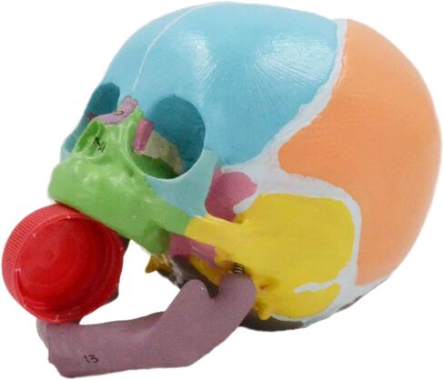 Life Size Baby Head Skeleton Model, Number Coded Anatomical Baby Head Skull Model for Diseases Study, Lecture Report in Saudi Arabia