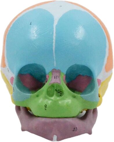 Life Size Baby Head Skeleton Model, Number Coded Anatomical Baby Head Skull Model for Diseases Study, Lecture Report in Saudi Arabia