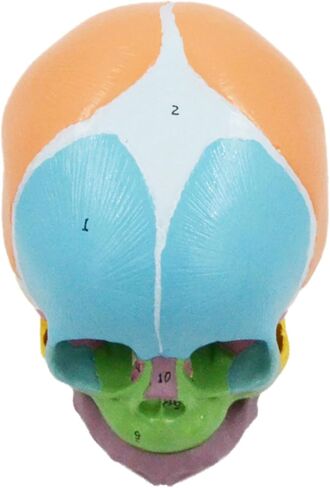 Life Size Baby Head Skeleton Model, Number Coded Anatomical Baby Head Skull Model for Diseases Study, Lecture Report in Saudi Arabia
