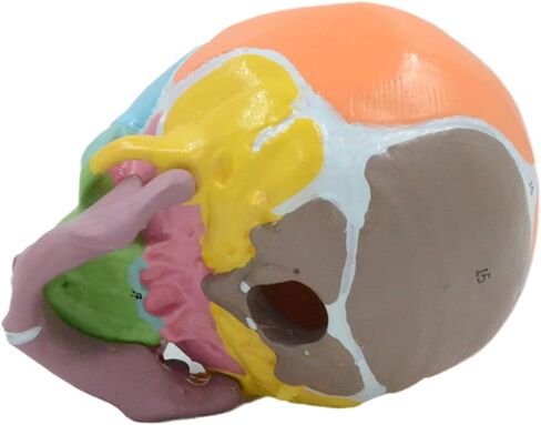 Life Size Baby Head Skeleton Model, Number Coded Anatomical Baby Head Skull Model for Diseases Study, Lecture Report in Saudi Arabia
