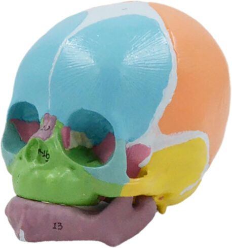 Life Size Baby Head Skeleton Model, Number Coded Anatomical Baby Head Skull Model for Diseases Study, Lecture Report in Saudi Arabia