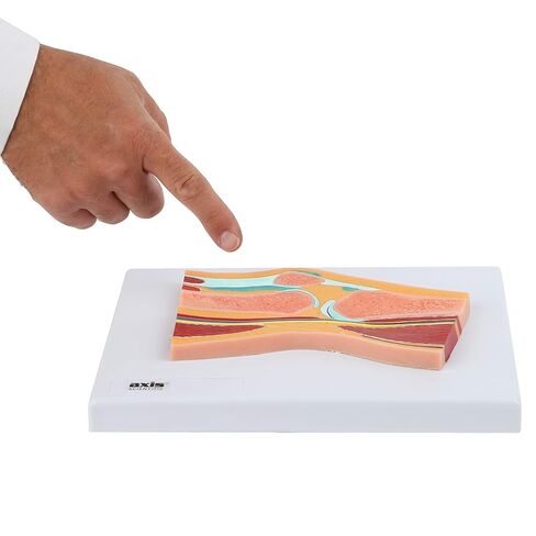 نموذج تشريحي لمفصل الركبة بالحجم العلمي من أكسيس، نسخة طبق الأصل من الركبة، يتضمن دليل المنتج، عرض الأساتذة المهنيين الطبيين للطلاب in Kuwait