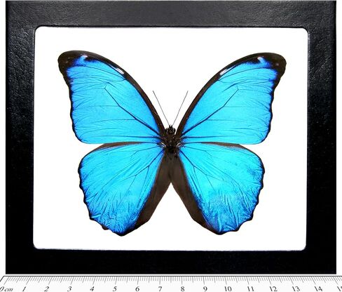 فراشة BicBugs Morpho Menelaus ذات إطار حقيقي باللون الأزرق Morpho French Guyana in Kuwait