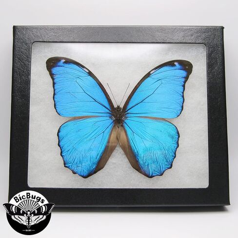 فراشة BicBugs Morpho Menelaus ذات إطار حقيقي باللون الأزرق Morpho French Guyana in Kuwait