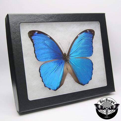 فراشة BicBugs Morpho Menelaus ذات إطار حقيقي باللون الأزرق Morpho French Guyana in Kuwait