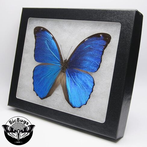 فراشة BicBugs Morpho Menelaus ذات إطار حقيقي باللون الأزرق Morpho French Guyana in Kuwait