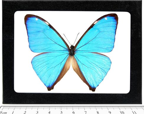 BicBugs Morpho aega الفراشة الزرقاء الأرجنتينية مؤطرة بشكل حقيقي in Kuwait