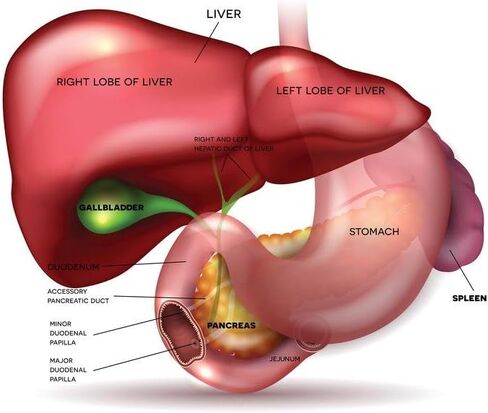 Laminated Liver Stomach Pancreas Gallbladder Spleen Detailed Anatomy Educational Chart Poster Dry Erase Wall Art 12x18 in Saudi Arabia