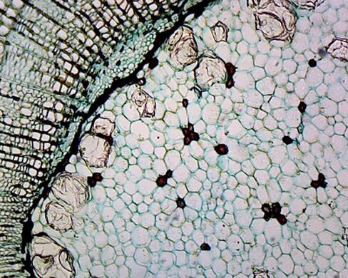 Cork Cells - Microscope Slide in Saudi Arabia