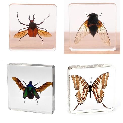 3.0x3.0x0.8-inch Real Insect Bug Butterfly Specimens in Resin for Closer-Look & Study, Science Classroom Specimens, Novelty Fun & Educational Teaching, Home Office Display Decor (Insects-B) in Saudi Arabia