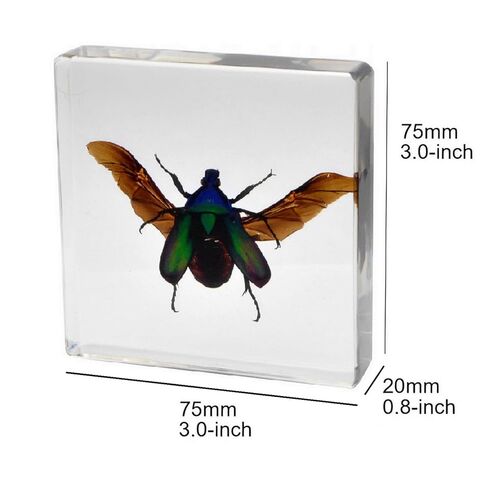 3.0x3.0x0.8-inch Real Insect Bug Butterfly Specimens in Resin for Closer-Look & Study, Science Classroom Specimens, Novelty Fun & Educational Teaching, Home Office Display Decor (Insects-B) in Saudi Arabia