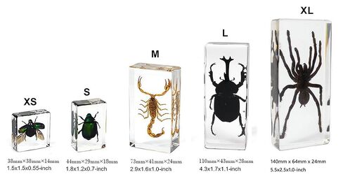 3.0x3.0x0.8-inch Real Insect Bug Butterfly Specimens in Resin for Closer-Look & Study, Science Classroom Specimens, Novelty Fun & Educational Teaching, Home Office Display Decor (Insects-B) in Saudi Arabia