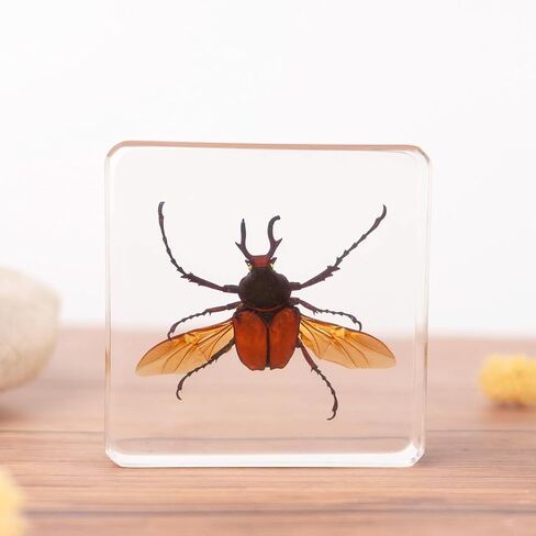 3.0x3.0x0.8-inch Real Insect Bug Butterfly Specimens in Resin for Closer-Look & Study, Science Classroom Specimens, Novelty Fun & Educational Teaching, Home Office Display Decor (Insects-B) in Saudi Arabia