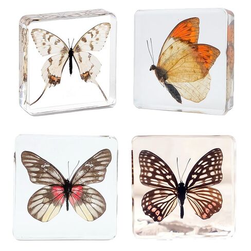 3.0x3.0x0.8-inch Real Insect Bug Butterfly Specimens in Resin for Closer-Look & Study, Science Classroom Specimens, Novelty Fun & Educational Teaching, Home Office Display Decor (Insects-B) in Saudi Arabia