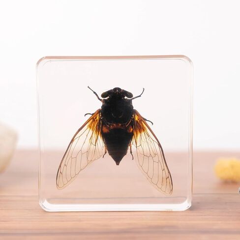 3.0x3.0x0.8-inch Real Insect Bug Butterfly Specimens in Resin for Closer-Look & Study, Science Classroom Specimens, Novelty Fun & Educational Teaching, Home Office Display Decor (Insects-B) in Saudi Arabia