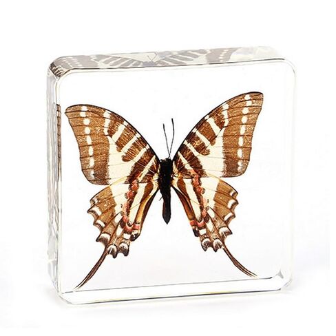 3.0x3.0x0.8-inch Real Insect Bug Butterfly Specimens in Resin for Closer-Look & Study, Science Classroom Specimens, Novelty Fun & Educational Teaching, Home Office Display Decor (Insects-B) in Saudi Arabia