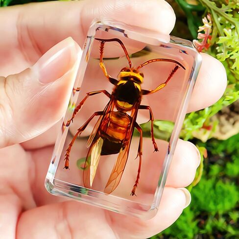 3.0x3.0x0.8-inch Real Insect Bug Butterfly Specimens in Resin for Closer-Look & Study, Science Classroom Specimens, Novelty Fun & Educational Teaching, Home Office Display Decor (Insects-B) in Saudi Arabia