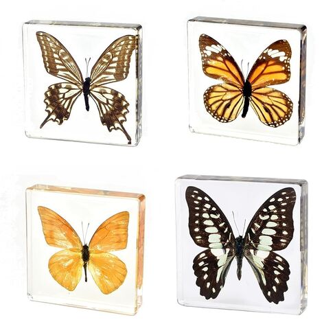 3.0x3.0x0.8-inch Real Insect Bug Butterfly Specimens in Resin for Closer-Look & Study, Science Classroom Specimens, Novelty Fun & Educational Teaching, Home Office Display Decor (Insects-B) in Saudi Arabia