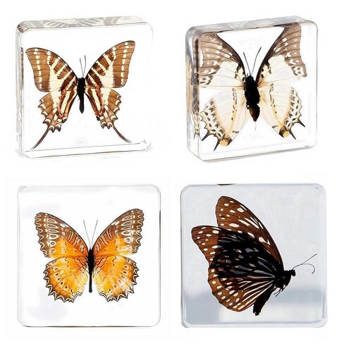 3.0x3.0x0.8-inch Real Insect Bug Butterfly Specimens in Resin for Closer-Look & Study, Science Classroom Specimens, Novelty Fun & Educational Teaching, Home Office Display Decor (Insects-B) in Saudi Arabia