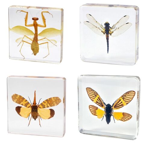 3.0x3.0x0.8-inch Real Insect Bug Butterfly Specimens in Resin for Closer-Look & Study, Science Classroom Specimens, Novelty Fun & Educational Teaching, Home Office Display Decor (Insects-B) in Saudi Arabia